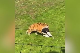 Muž vlezl do výběhu tygrů v anglické zoo. Šelma ho na místě zabila - Novinky